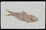 Knightia Fossil Fish - Wyoming #79948-1